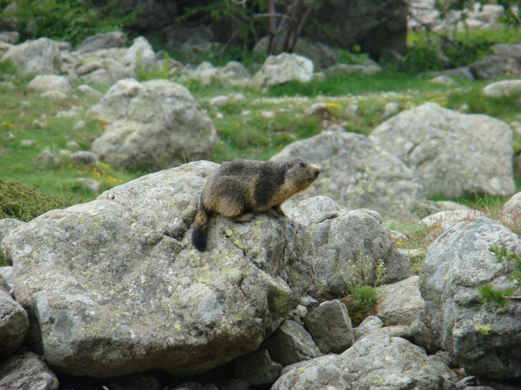 Wallpapers Animals Marmot Marmotte au soleil des pyrnes