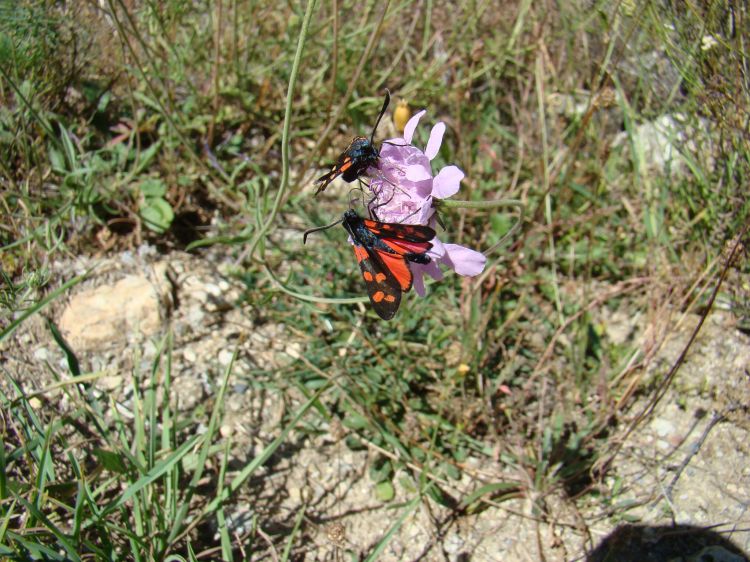 Fonds d'cran Animaux Insectes - Divers rencontres au cours de randonnées