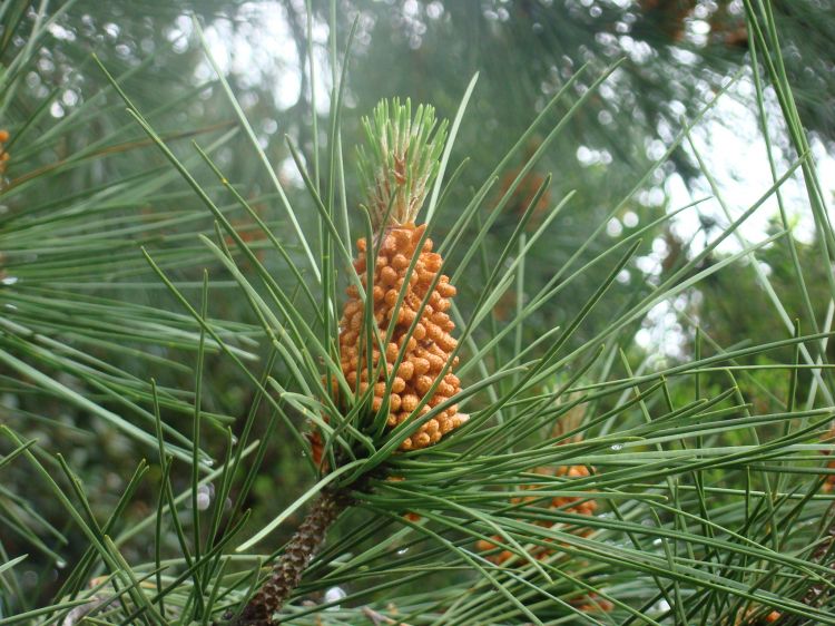 Fonds d'cran Nature Feuilles - Feuillages La fraîcheur des jeunes pousses