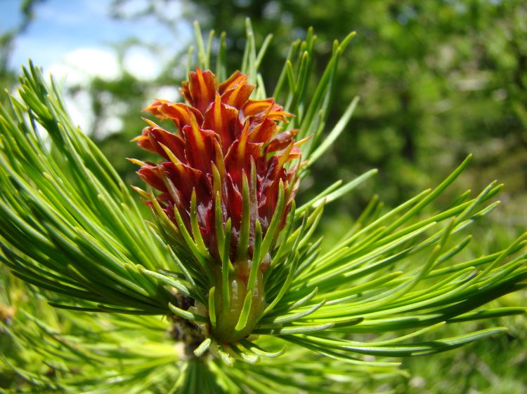 Fonds d'cran Nature Feuilles - Feuillages La fraîcheur des jeunes pousses