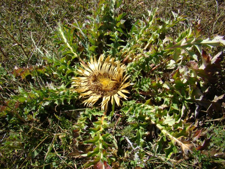 Fonds d'cran Nature Fleurs si petites ...mais si belles