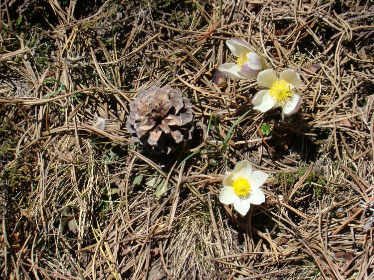 Wallpapers Nature Flowers si petites ...mais si belles