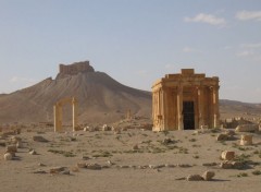  Trips : Asia palmyra