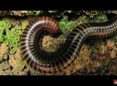  Animaux Un mille-pattes cambodgien