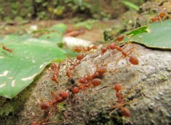  Animaux Ants wars