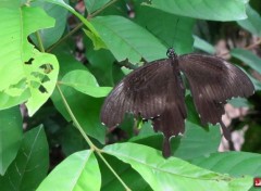  Animaux quelques papillons cambodgiens