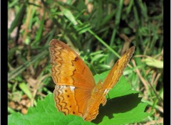  Animaux quelques papillons cambodgiens