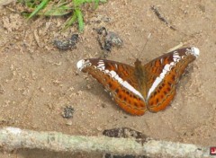  Animaux quelques papillons cambodgiens