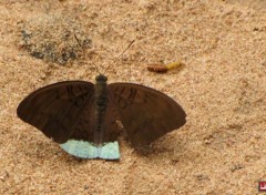  Animaux quelques papillons cambodgiens