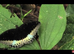  Animaux quelques papillons cambodgiens