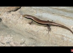  Animaux Lezard cambodgiens