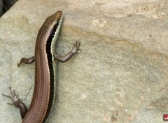  Animals Lezard cambodgiens