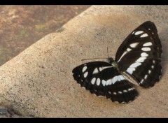  Animaux papillon cambodgien