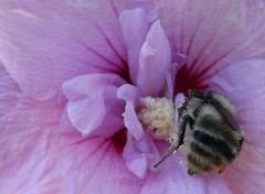  Animaux A la quête du pollen