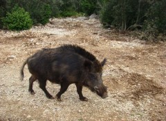  Animals rencontre insolite en rando dans le Gard