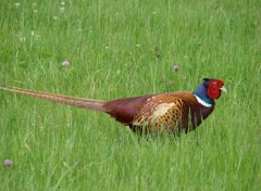  Animaux faisan gar sur une aire d'autoroute  Toulouse