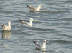  Animaux le long des côtes bretonnes