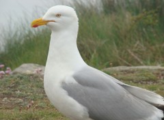  Animaux le long des côtes bretonnes