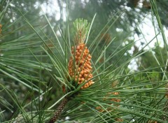  Nature La fraîcheur des jeunes pousses