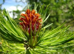  Nature La fraîcheur des jeunes pousses