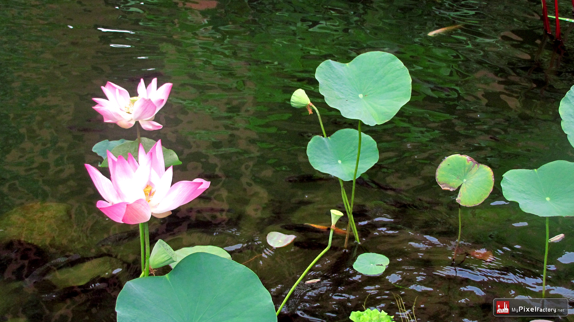 Fonds d'cran Nature Plantes - Arbustes Lotus et autres plantes...