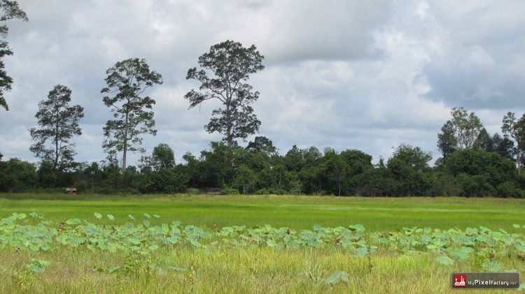 Fonds d'cran Voyages : Asie Cambodge Riziere du nord du cambodge