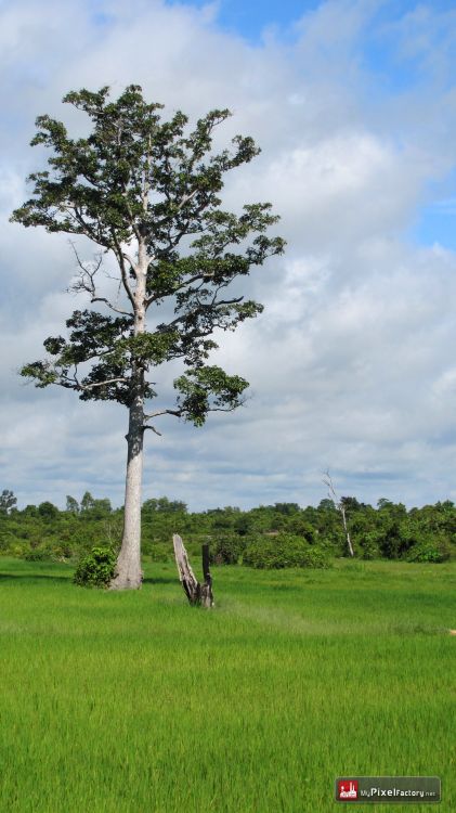 Fonds d'cran Voyages : Asie Cambodge Riziere du nord du cambodge