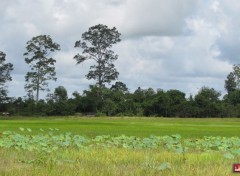  Voyages : Asie Riziere du nord du cambodge