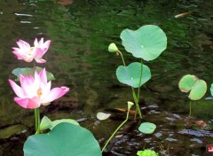  Nature Lotus et autres plantes...