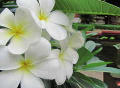  Nature Lotus et autres plantes...