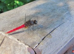  Animaux une Libelulle du cambodge