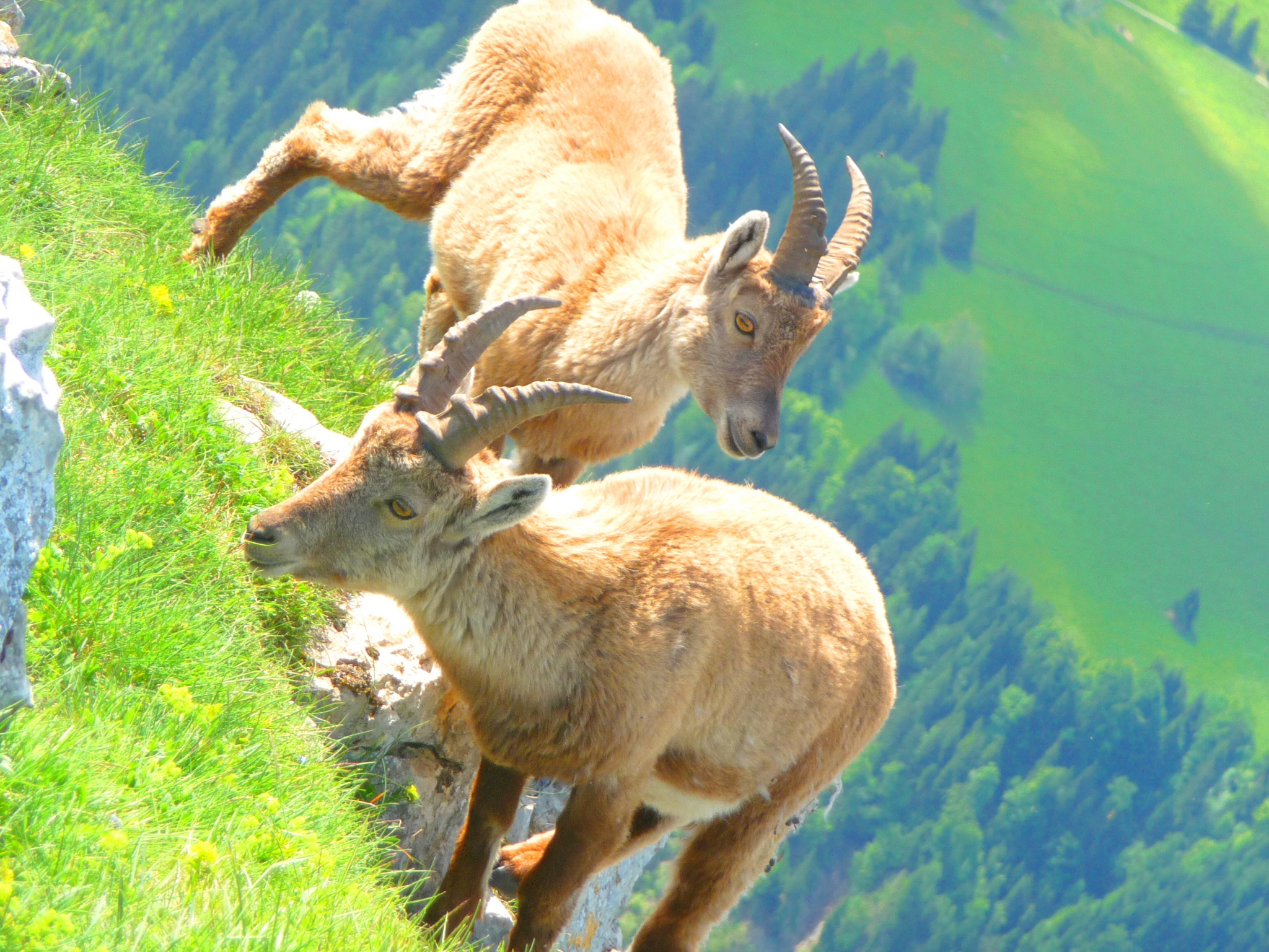 Fonds d'cran Animaux Bouquetins Jeunes Bouquetins et non Vieux Chamois