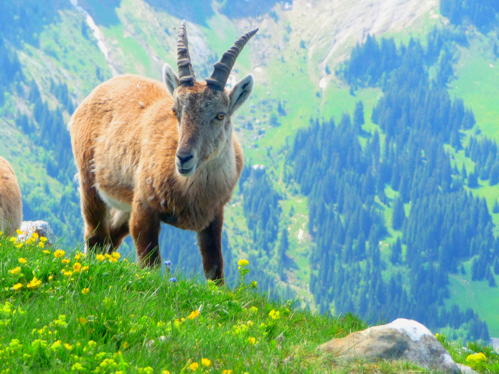 Fonds d'cran Animaux Bouquetins Jeunes Bouquetins et non Vieux Chamois