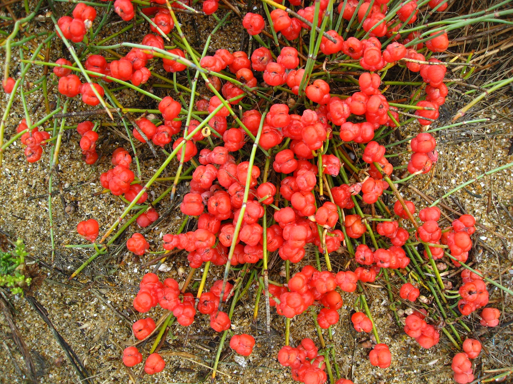 Fonds d'cran Nature Plantes - Arbustes 