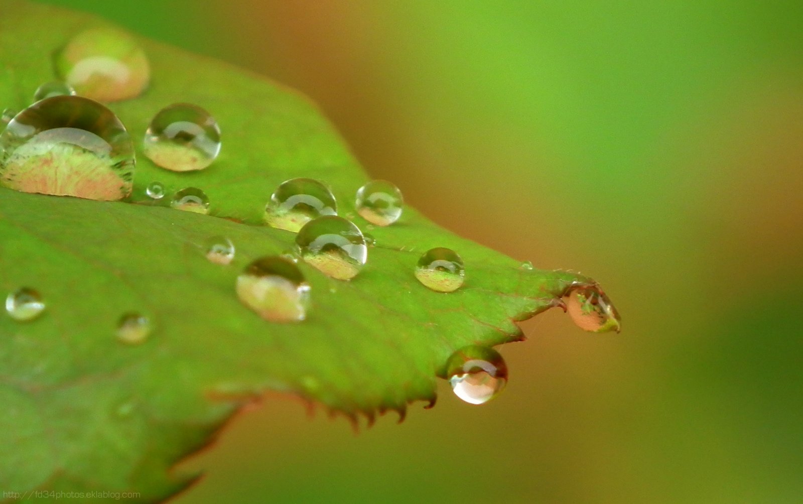 Wallpapers Nature Water - Drops 