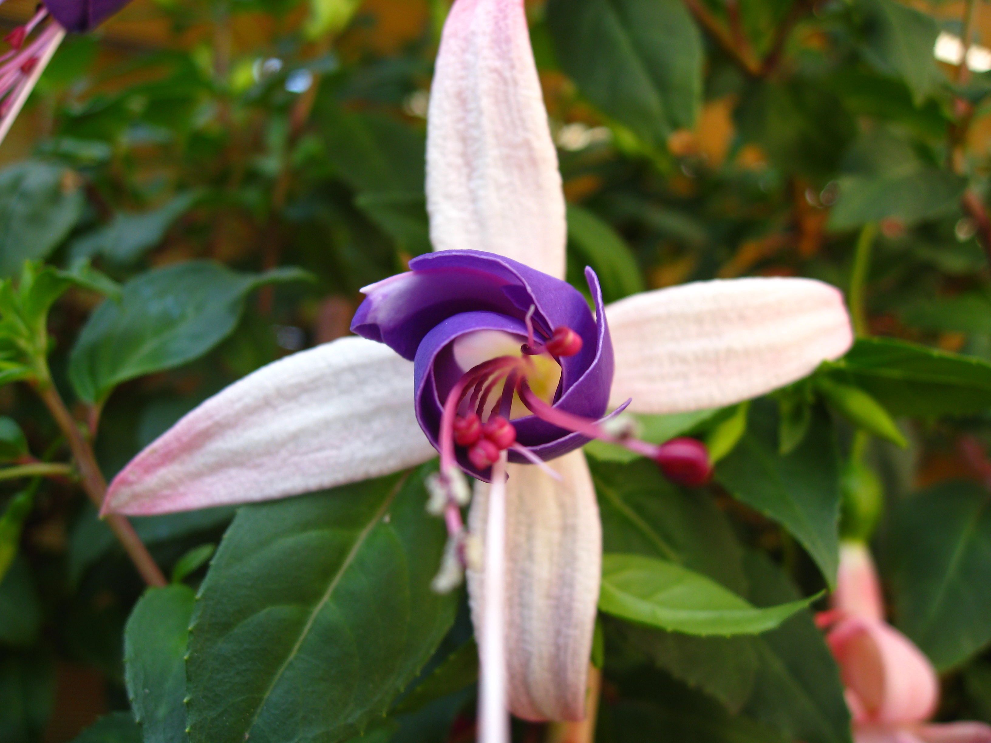 Fonds d'cran Nature Fleurs Fuchsia