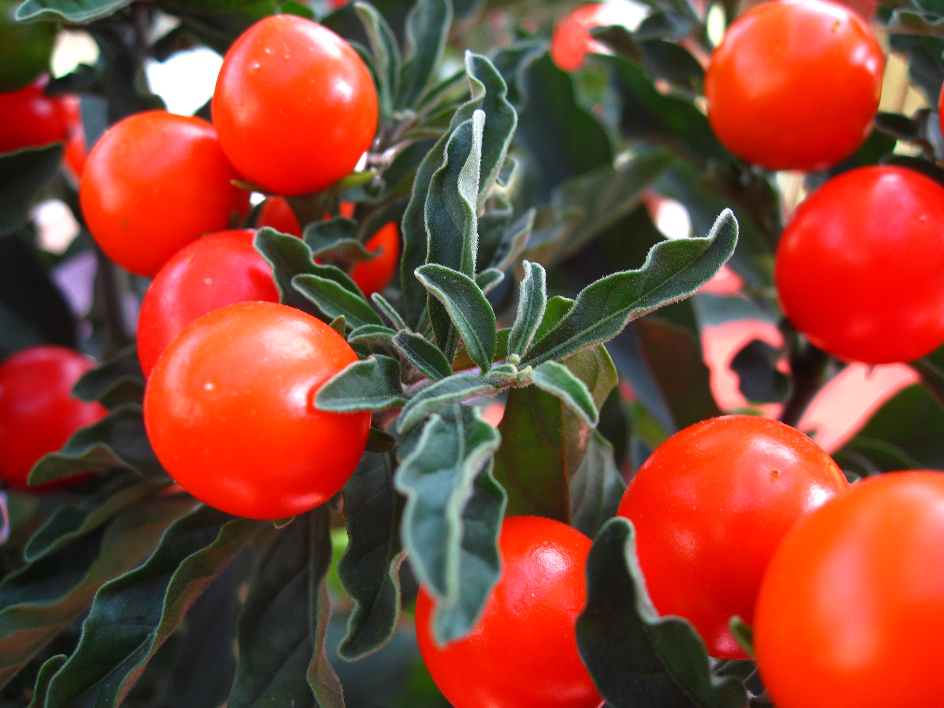 Fonds d'cran Nature Fruits 