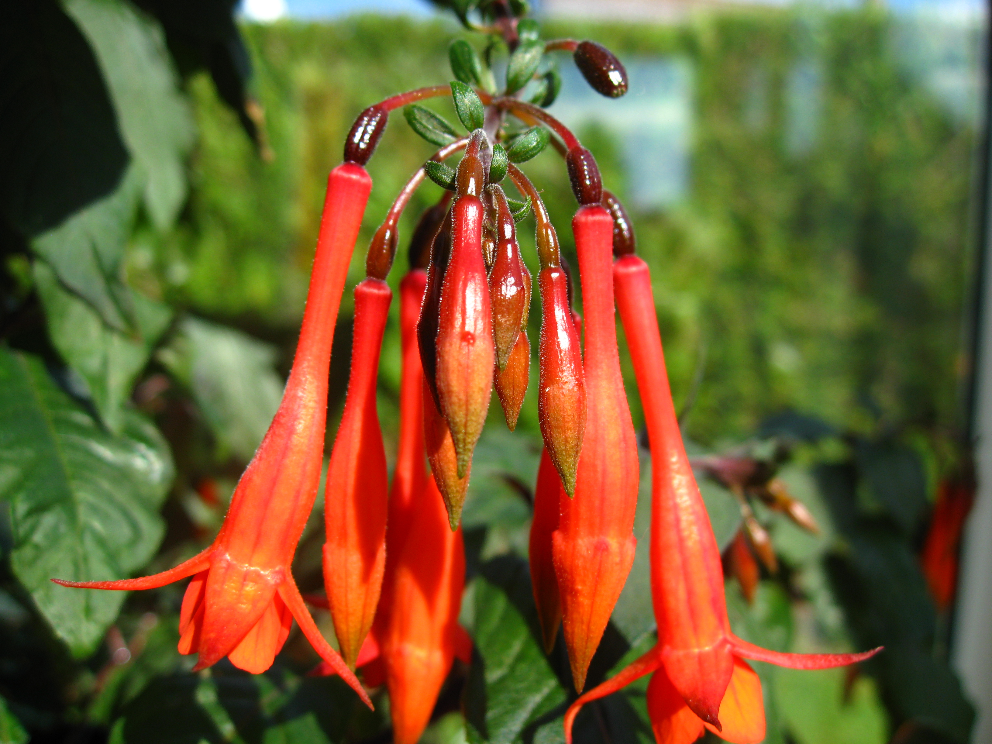 Wallpapers Nature Plants - Shrubs Fuchsia