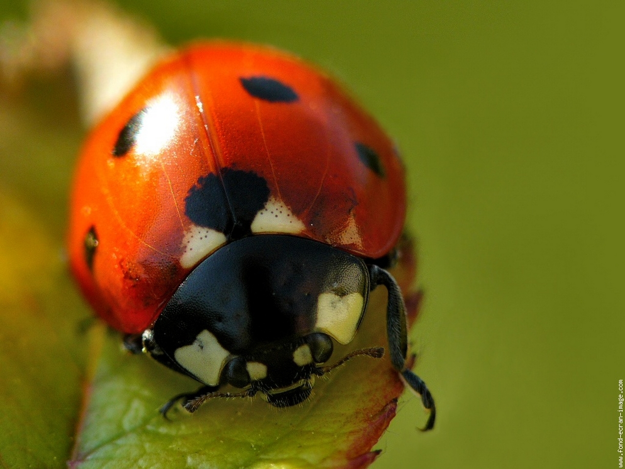 Wallpapers Animals Insects - Ladybugs coccinelle 