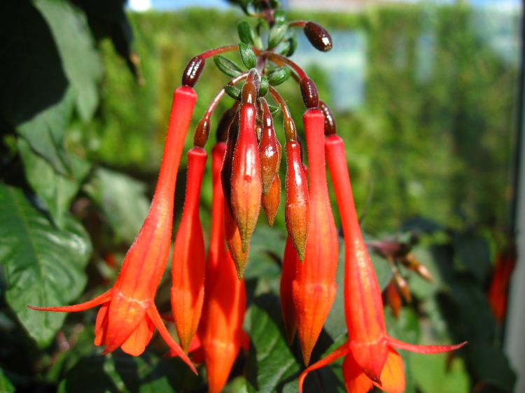 Fonds d'cran Nature Plantes - Arbustes Fuchsia