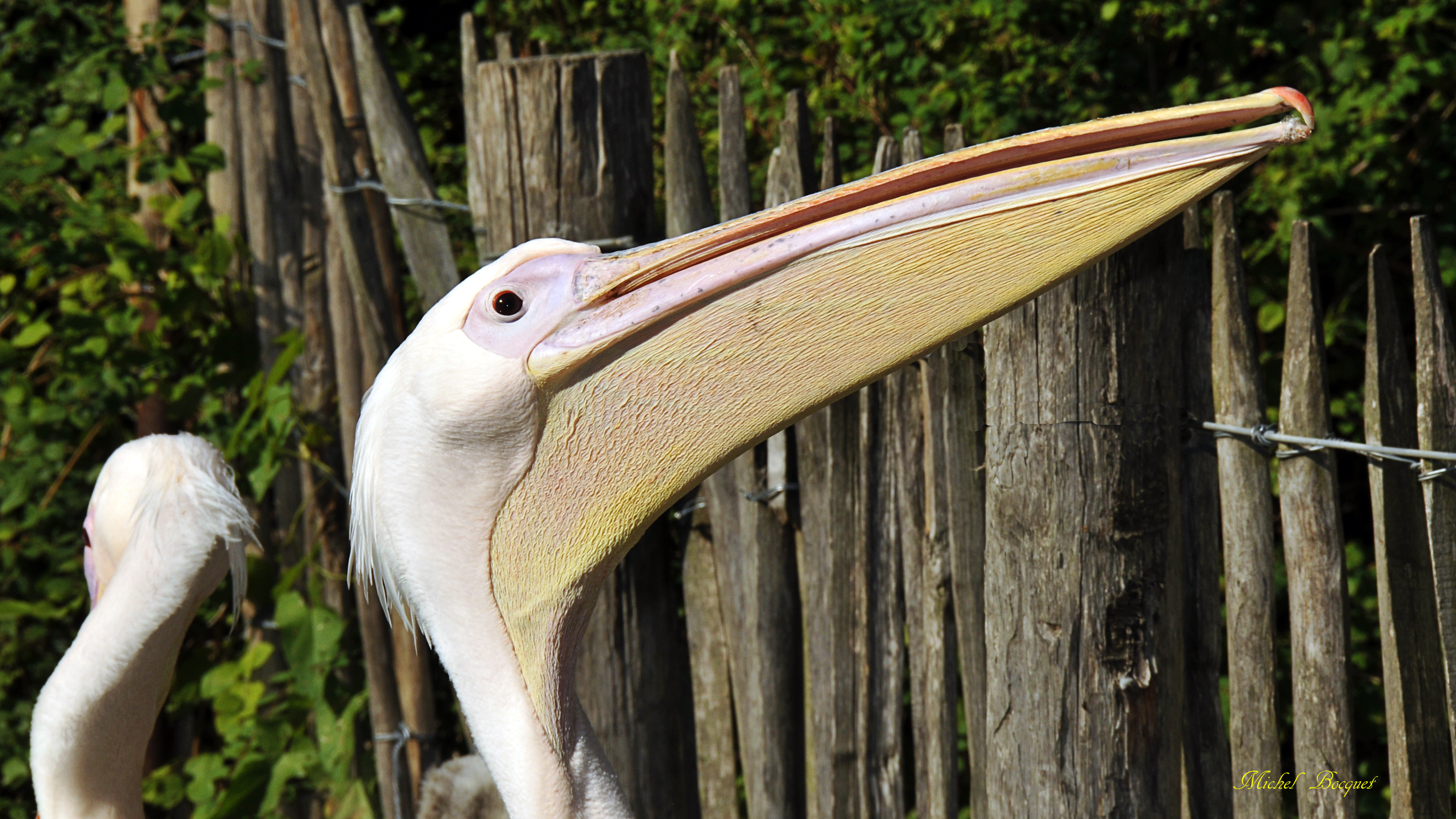 Fonds d'cran Animaux Oiseaux - Plicans Pélican