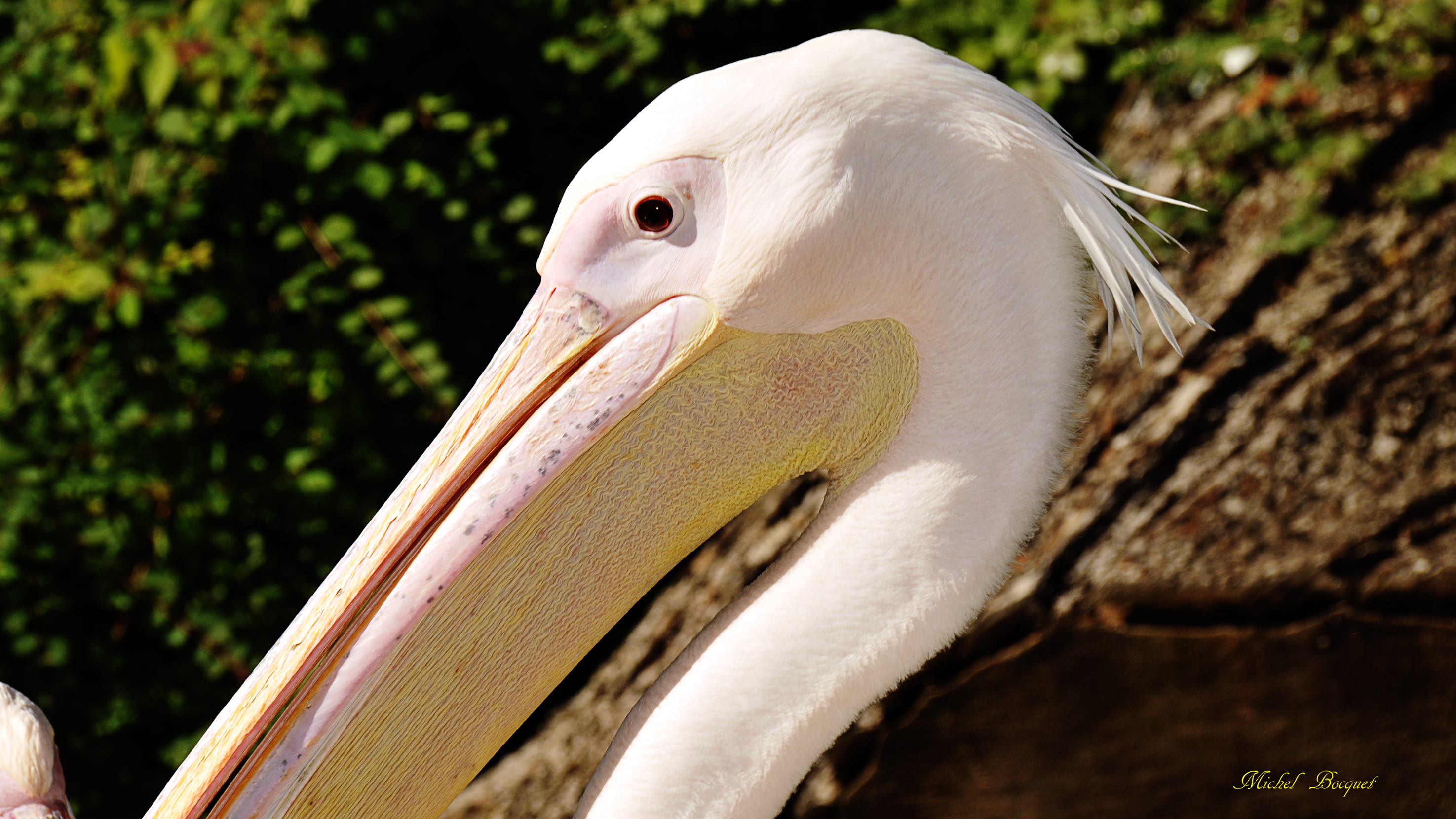 Fonds d'cran Animaux Oiseaux - Plicans Pélican