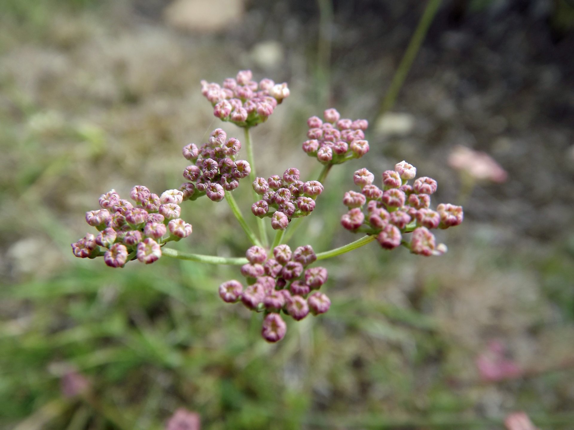 Wallpapers Nature Flowers 