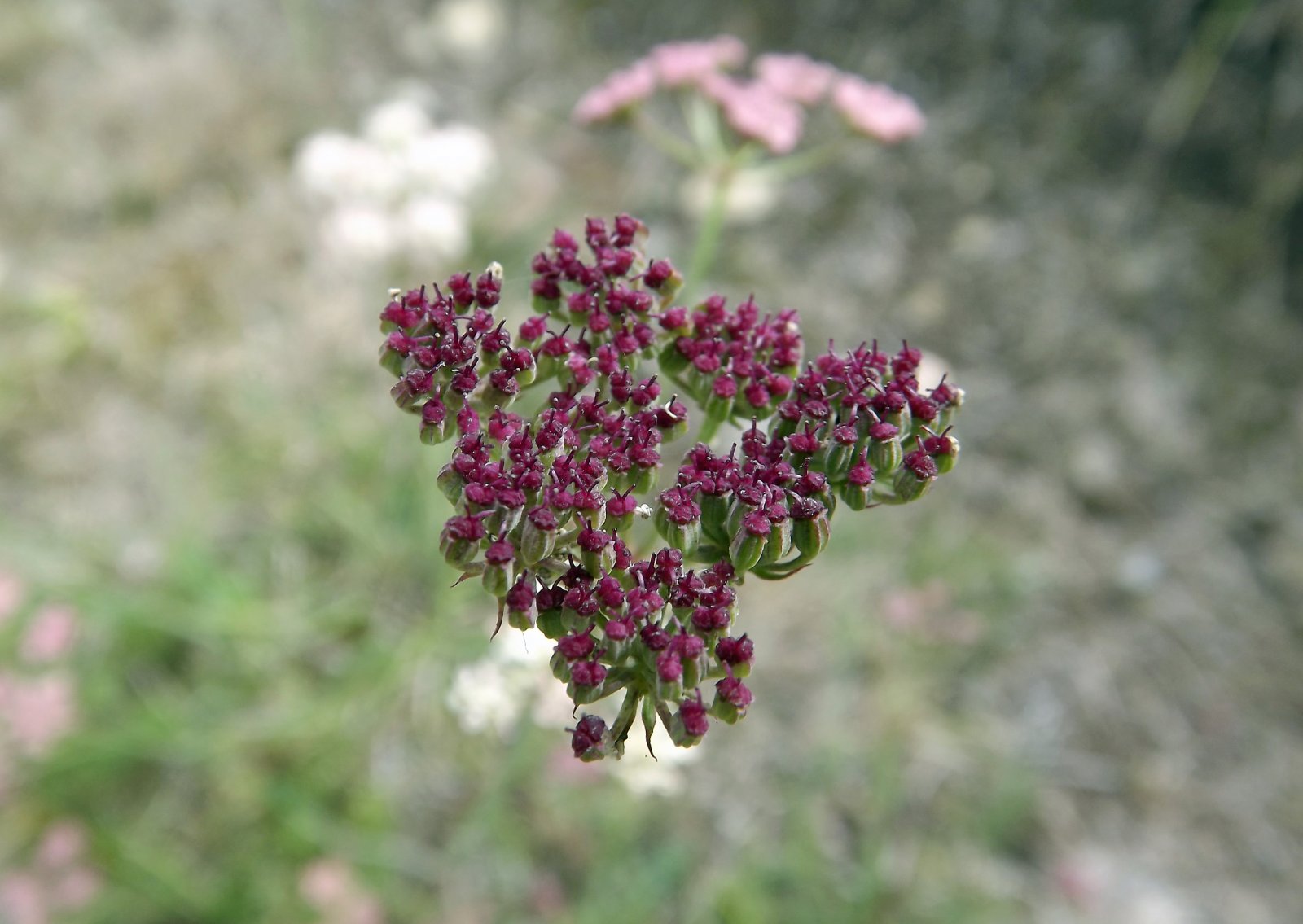 Wallpapers Nature Flowers 