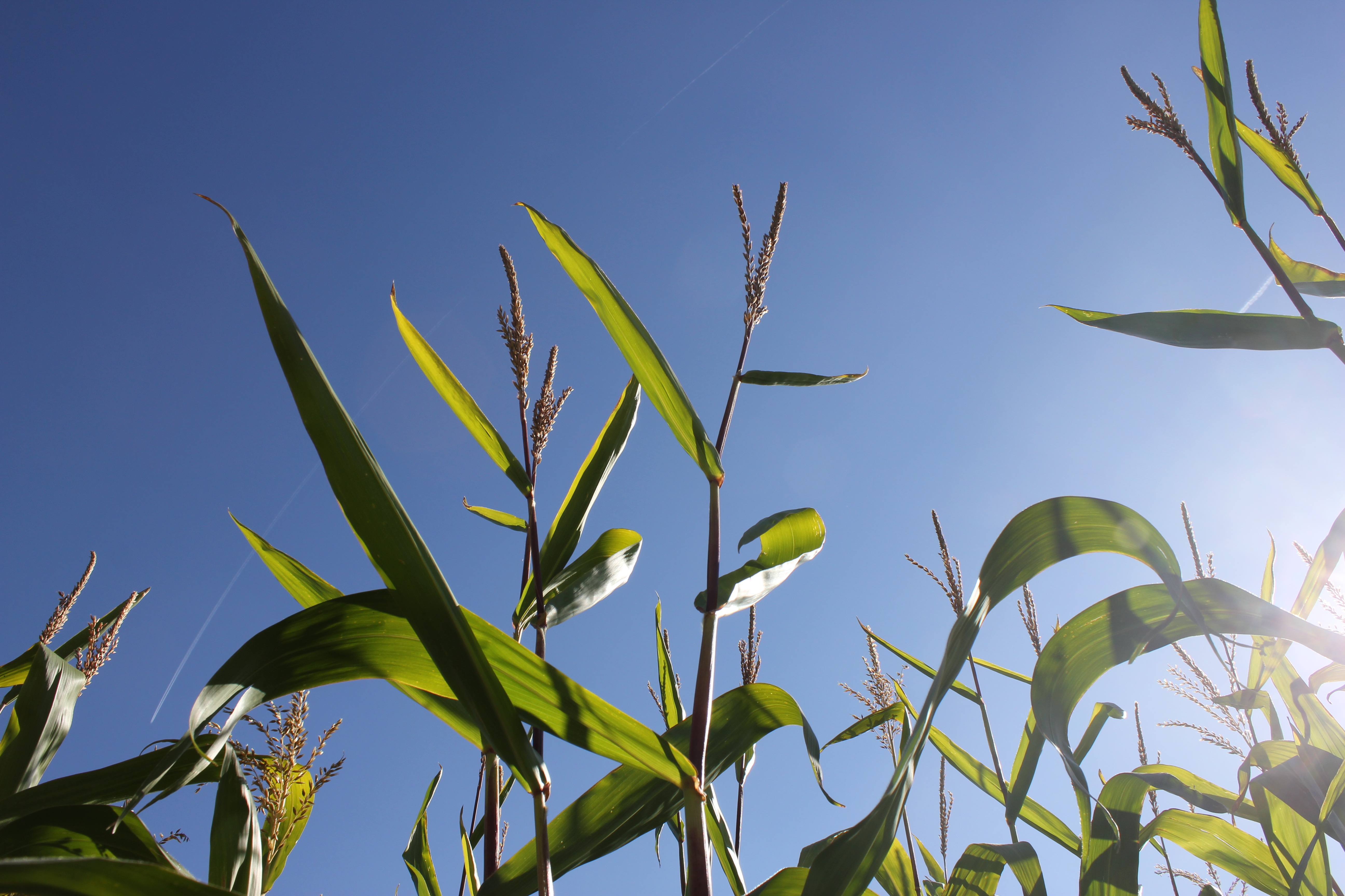 Wallpapers Nature Fields 