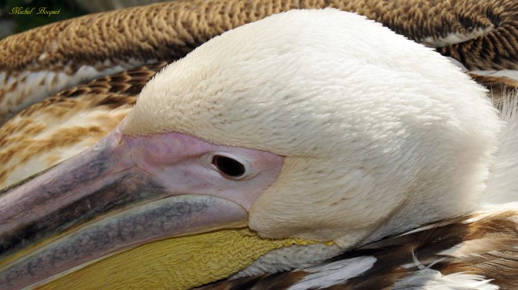 Wallpapers Animals Birds - Pelicans Pélican