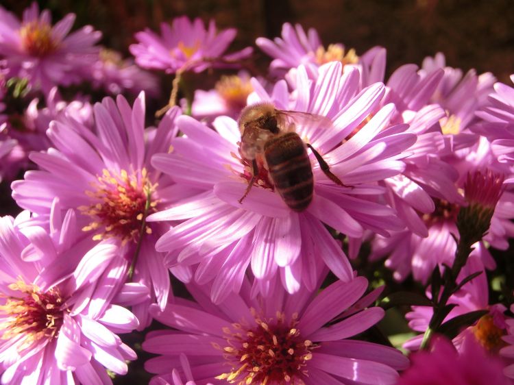 Fonds d'cran Animaux Insectes - Abeilles Gupes ... toujours a l ouvrage