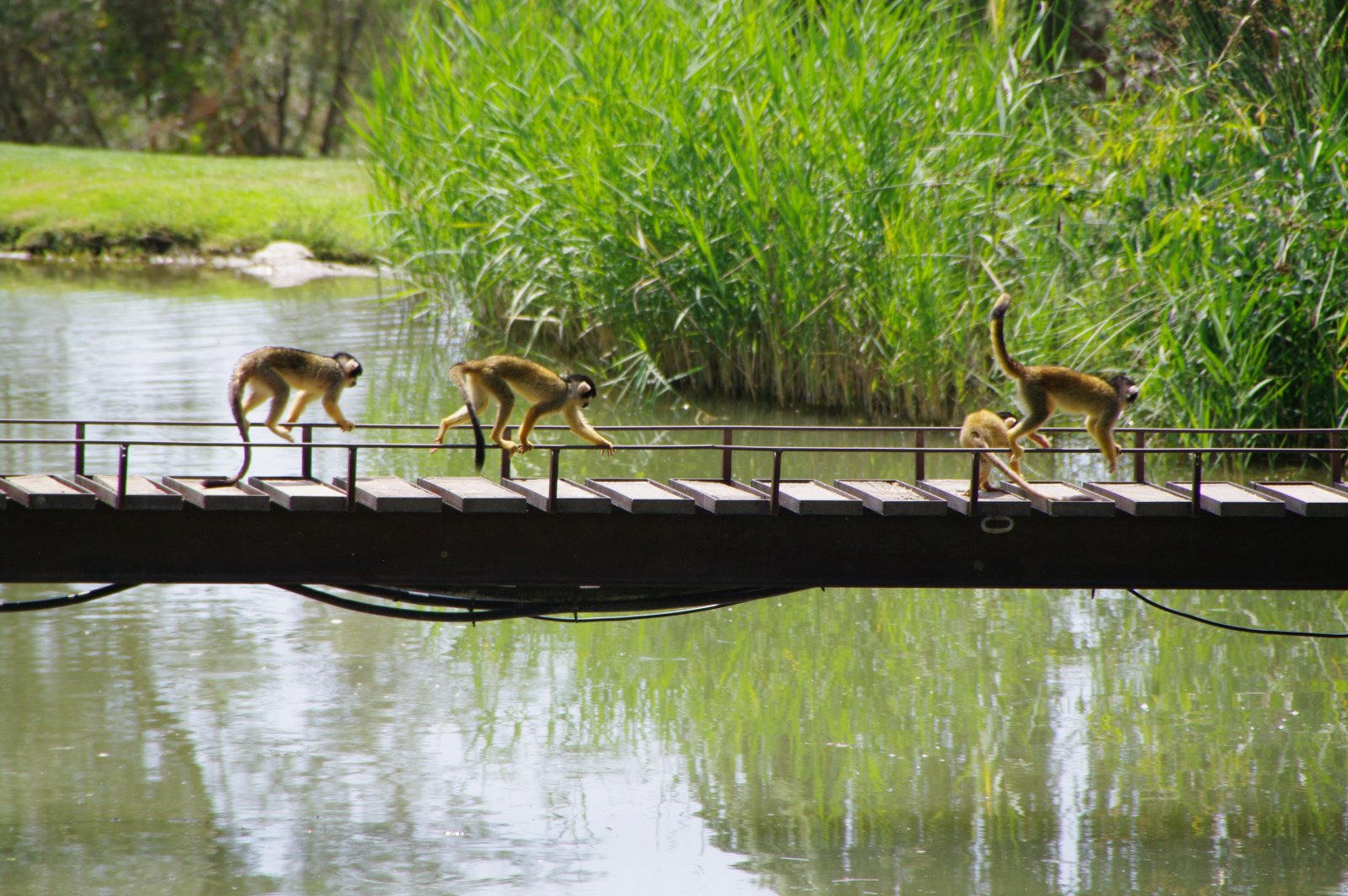 Fonds d'cran Animaux Singes singes