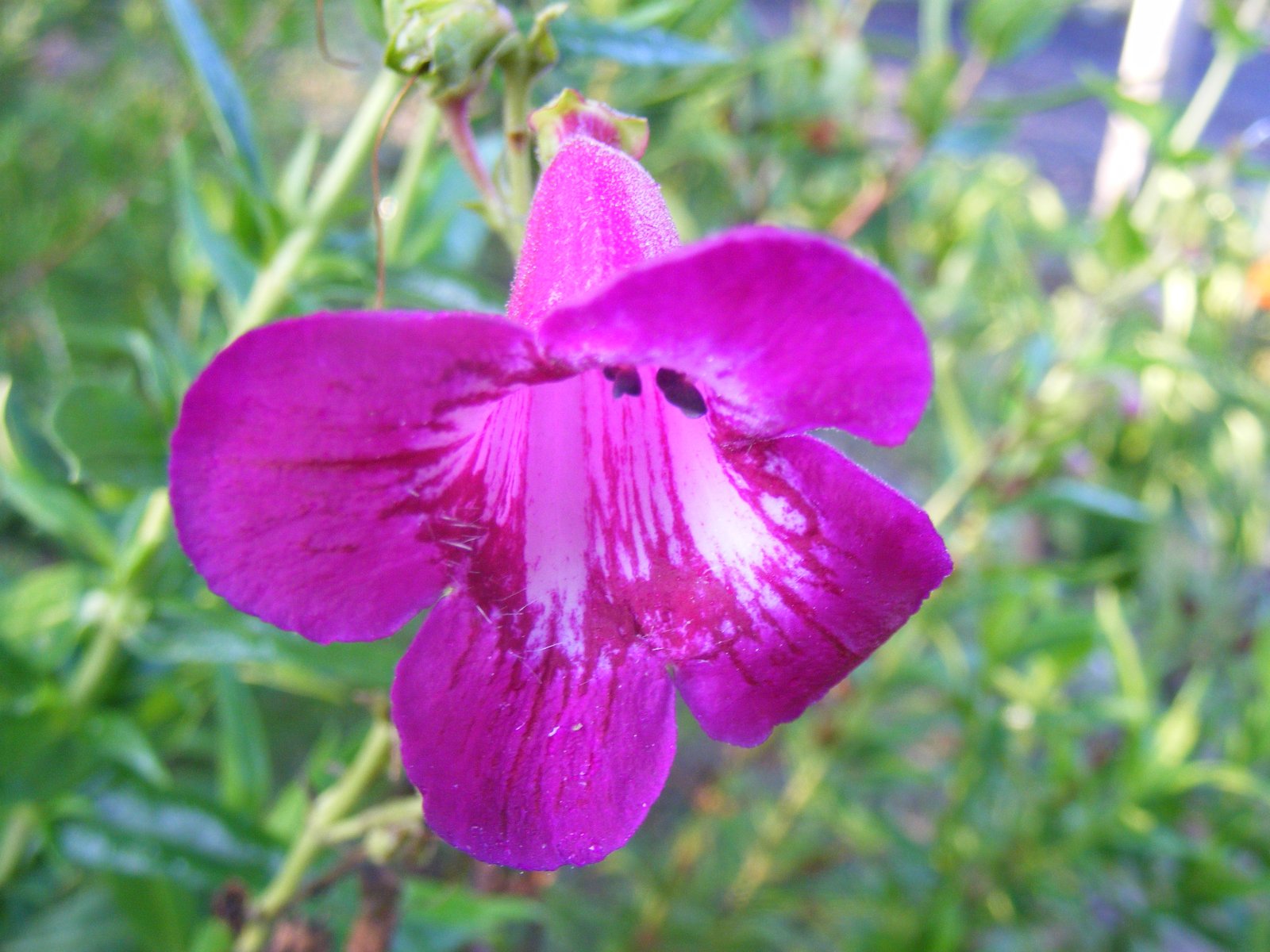 Fonds d'cran Nature Fleurs De rose et vert