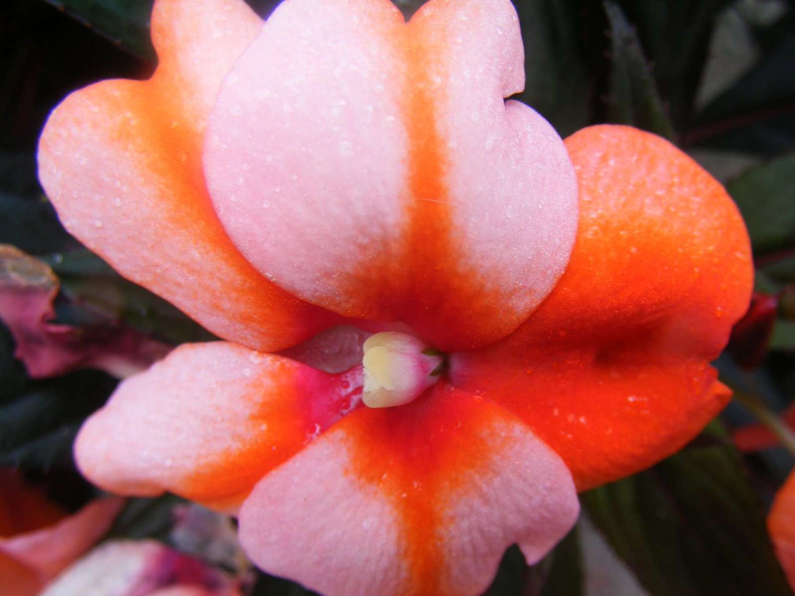 Fonds d'cran Nature Fleurs Rouge macro